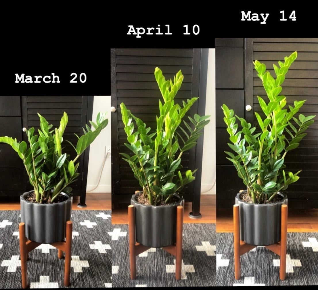 Review showing a plant doubling in size, one photo on March 20, one on April 10, and the last on May 14