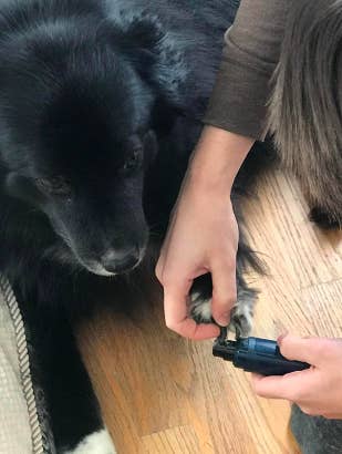 A reviewer trimming their dog's nails with the nail grinder 