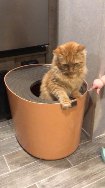 Reviewer photo of cat sitting in the litter box