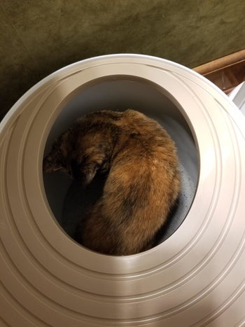 Reviewer photo of a cat inside the litter box showing how roomy the inside is