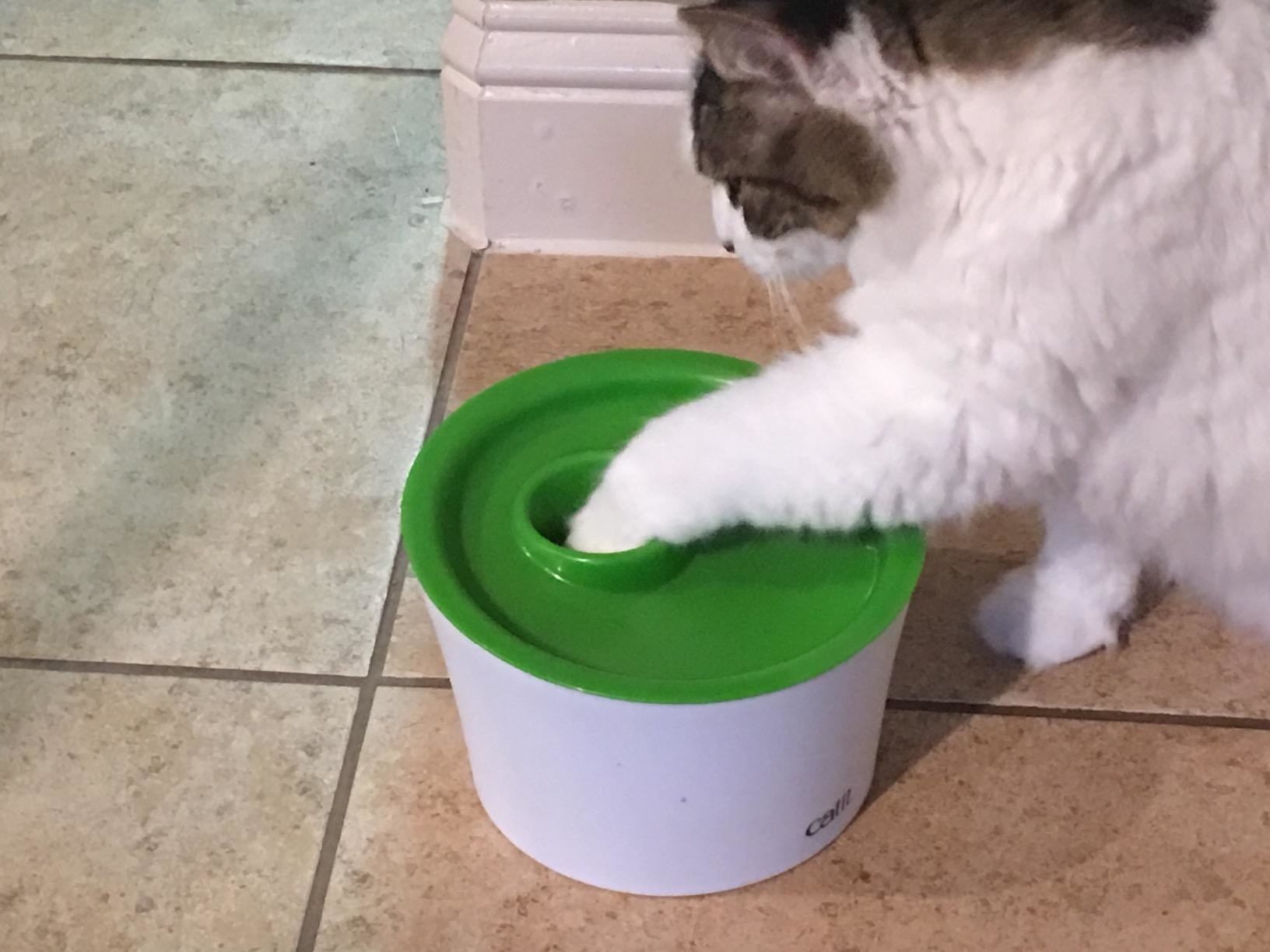 Reviewer photo of their cat dipping its paw into the center compartment to grab food