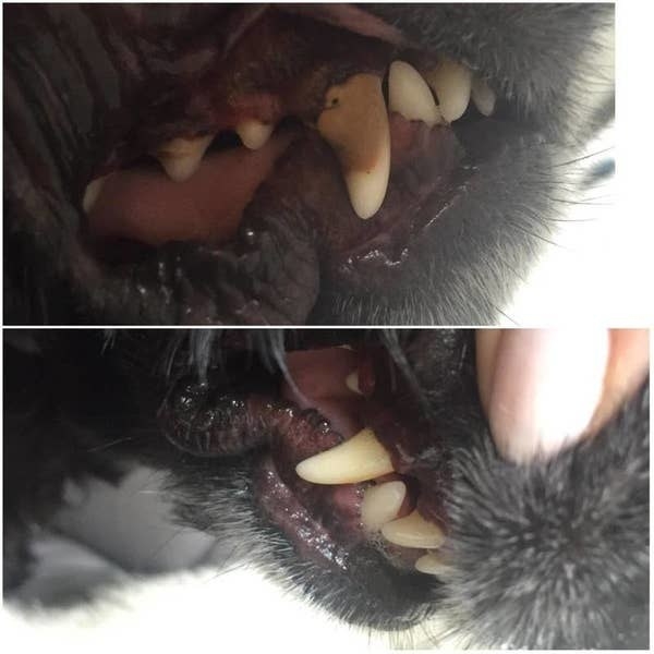On the top, a dog&#x27;s mouth/teeth looking dirty with plaque, and on the bottom, the same dog&#x27;s mouth/teeth looking cleaner