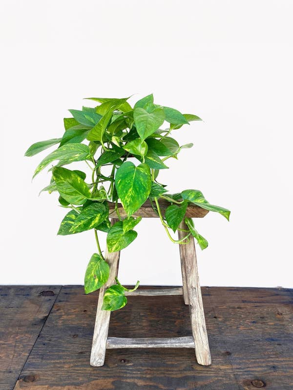 the golden pothos with long heart shaped leaves, sitting on a stool