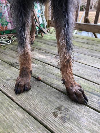 A dog's feet looking wet and dirty