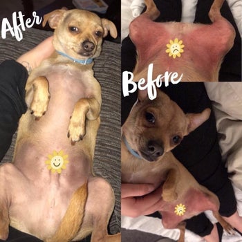 A before-and-after photo showing a dog's body looking less red after using the balm