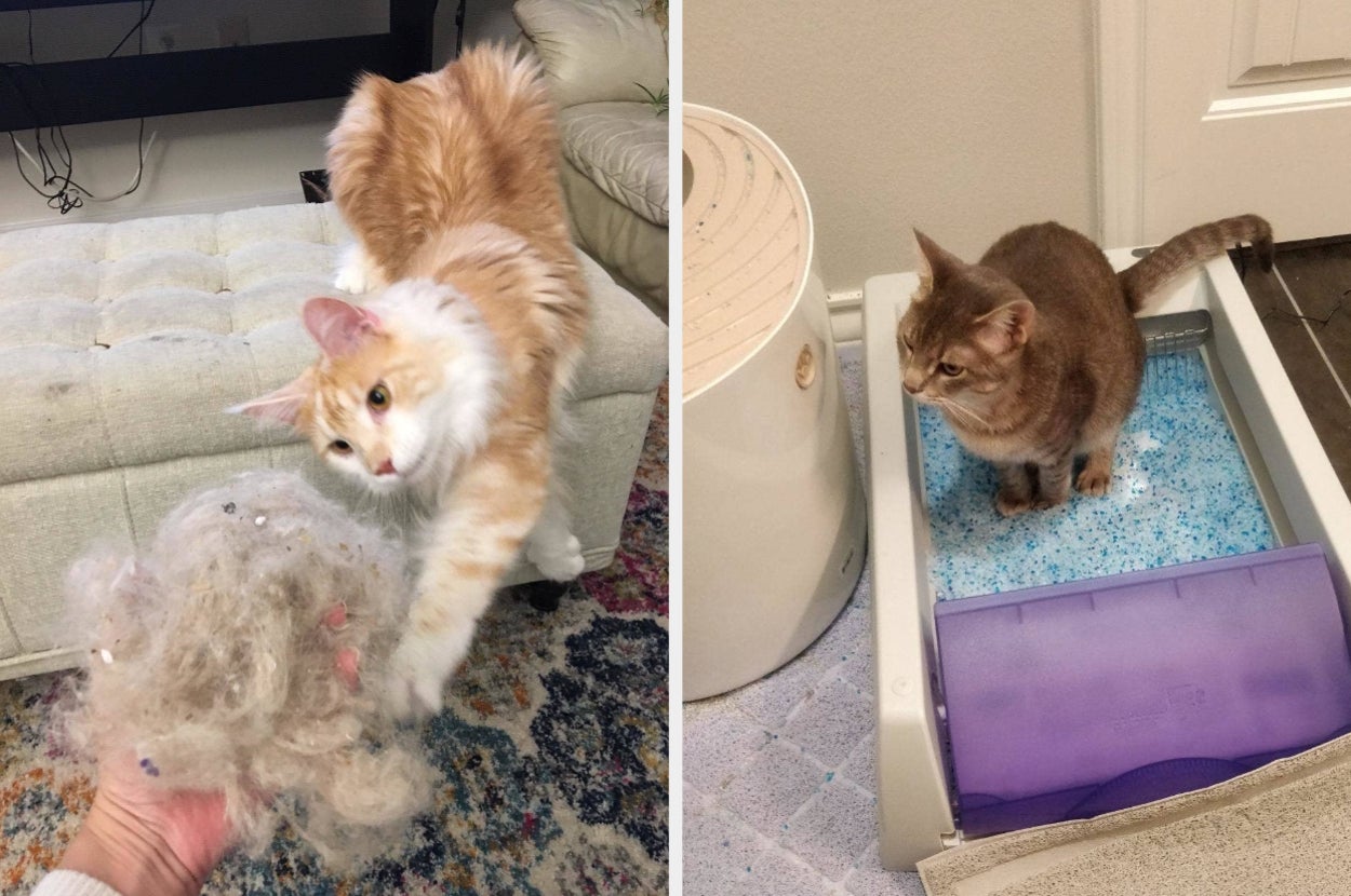 Side by side of reviewer holding a large clump of cat fur they removed from the carpet and a cat sitting in an automatic litter box