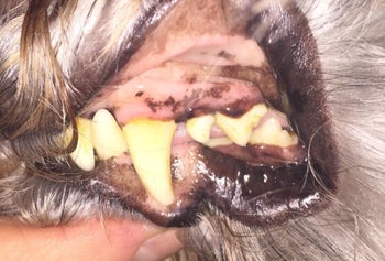 The same dog's gums looking less irritated and less red