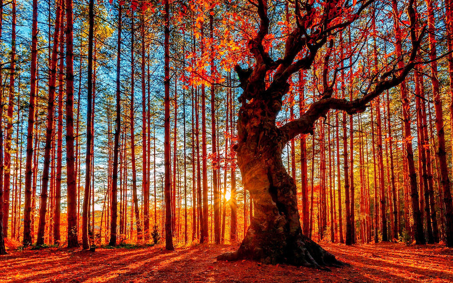 A gorgeous, tall tree in the middle of autumn amidst many skinnier trees in a forest.