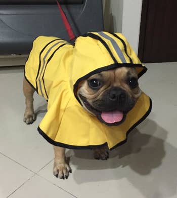 Reviewer photo of a Frenchie wearing the raincoat