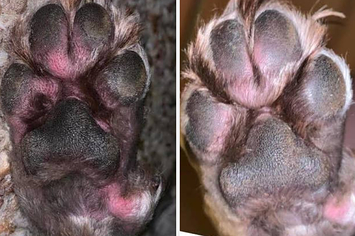 infection on dog paw pad