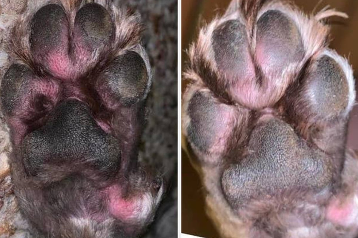 How Do I Remove Stains From My Dogs Paws