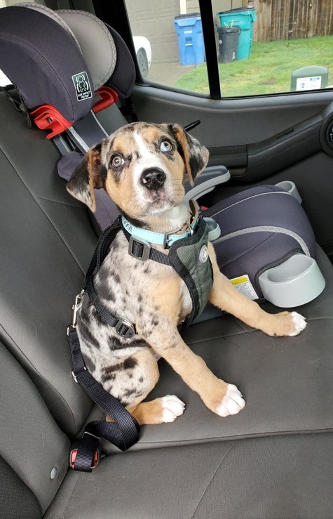34 Pet Products From Amazon That Must Have Been Designed By Geniuses