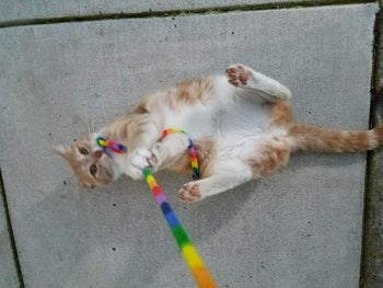 Reviewer photo of their cat on its back biting the string