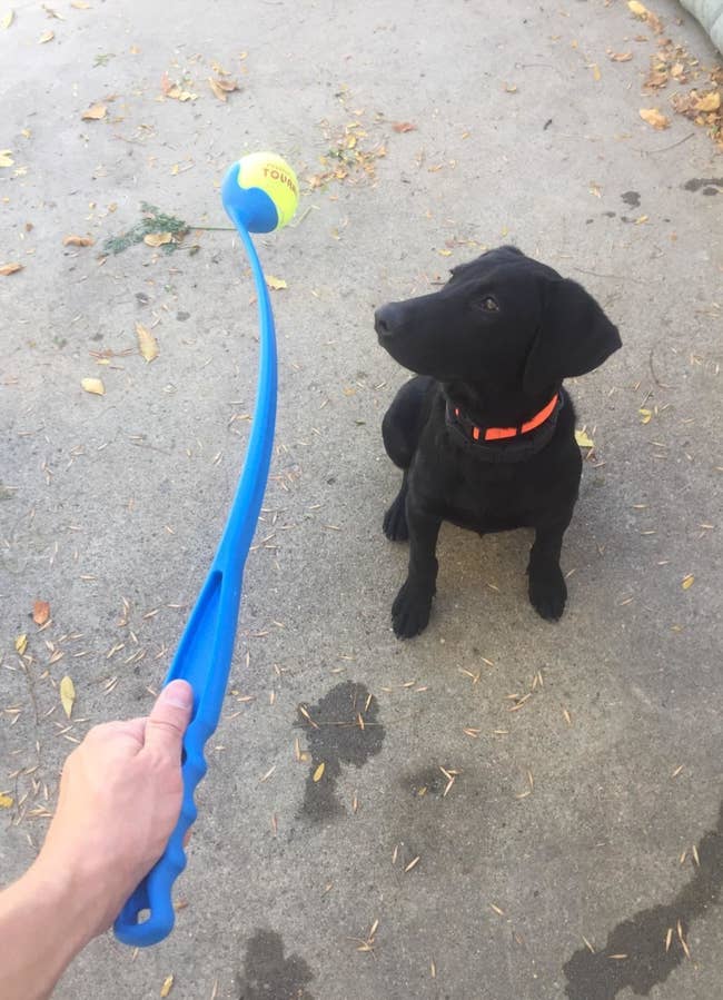 a reviewer holding the launcher and their dog staring at it