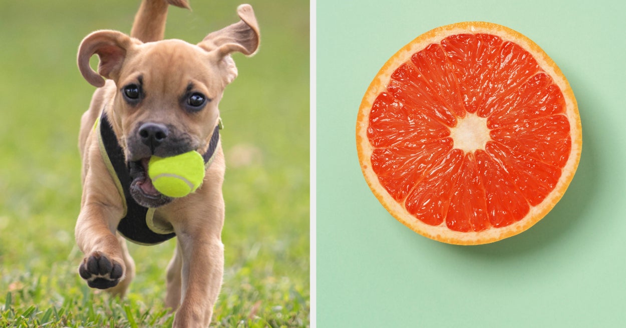 Choose Dogs Reveal Fruit Personality Quiz
