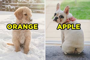 On the left, a golden retriever puppy sits in the snow with snow on their nose and "orange" typed on top, and on the right, a french bulldog puppy looks back at the camera and waits by the door and "apple" is typed on top
