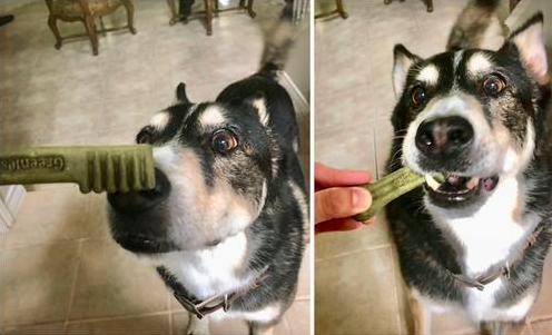 reviewer pic of dog sniffing the treat, then eating the treat