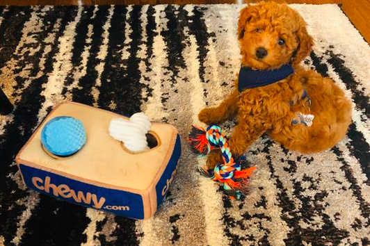 reviewer&#x27;s goldendoodle puppy beside the set which has a plush box that has holes for two toys, plus three toys