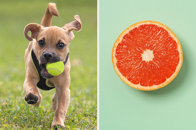 Choose Some Really Cute Dogs And We'll Reveal What Fruit Matches Your Personality