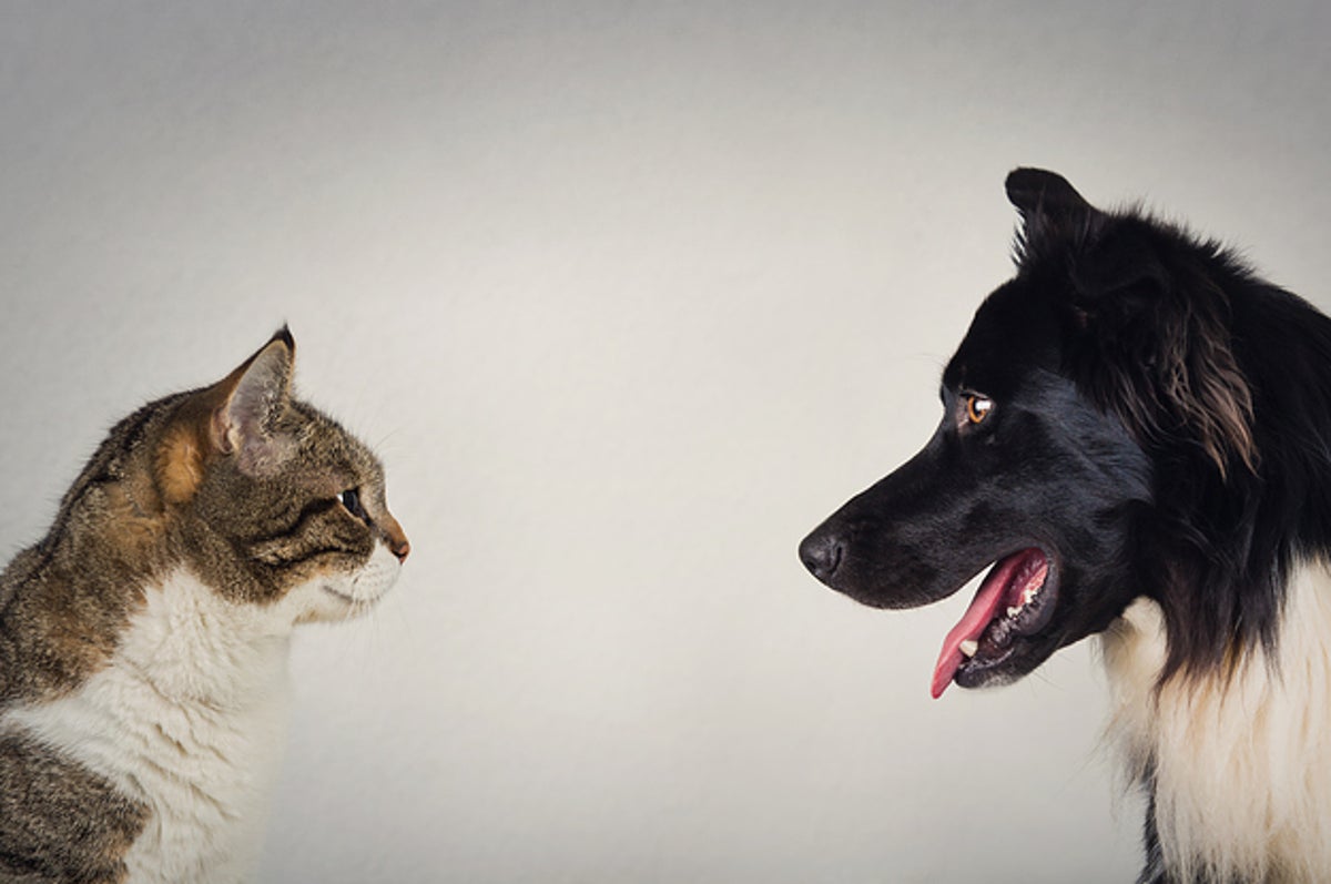 診断 あなたの性格は猫寄り 犬寄り