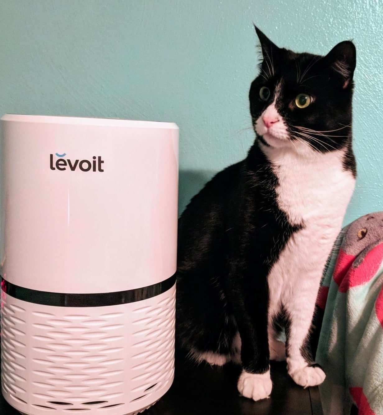 Black and white cat sitting next to white air purifier