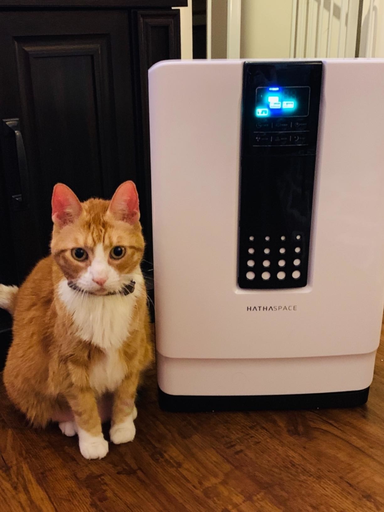 best air purifier for cats