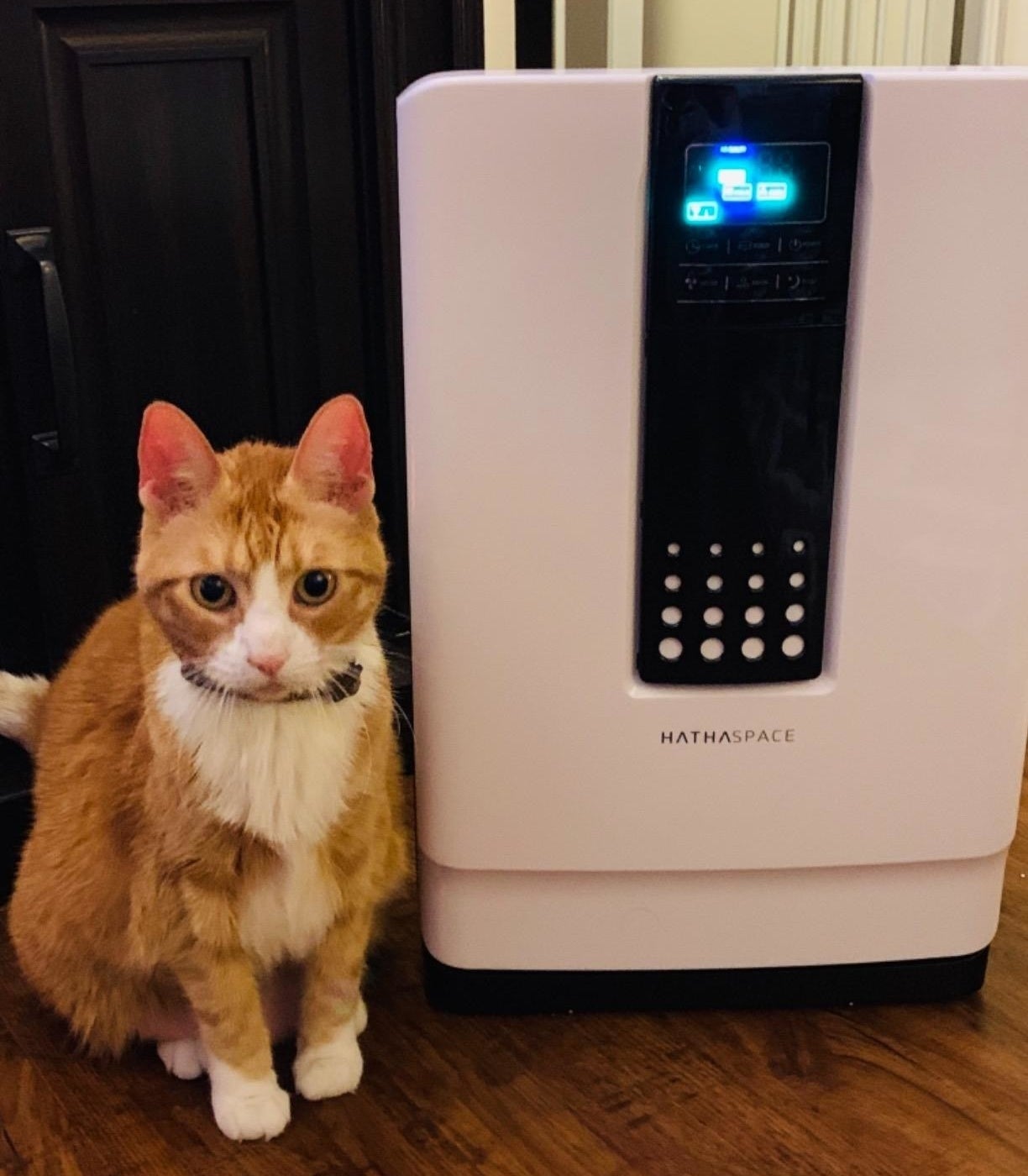 Tan and white cat sitting next to white air purifier with a lit-up digital screen