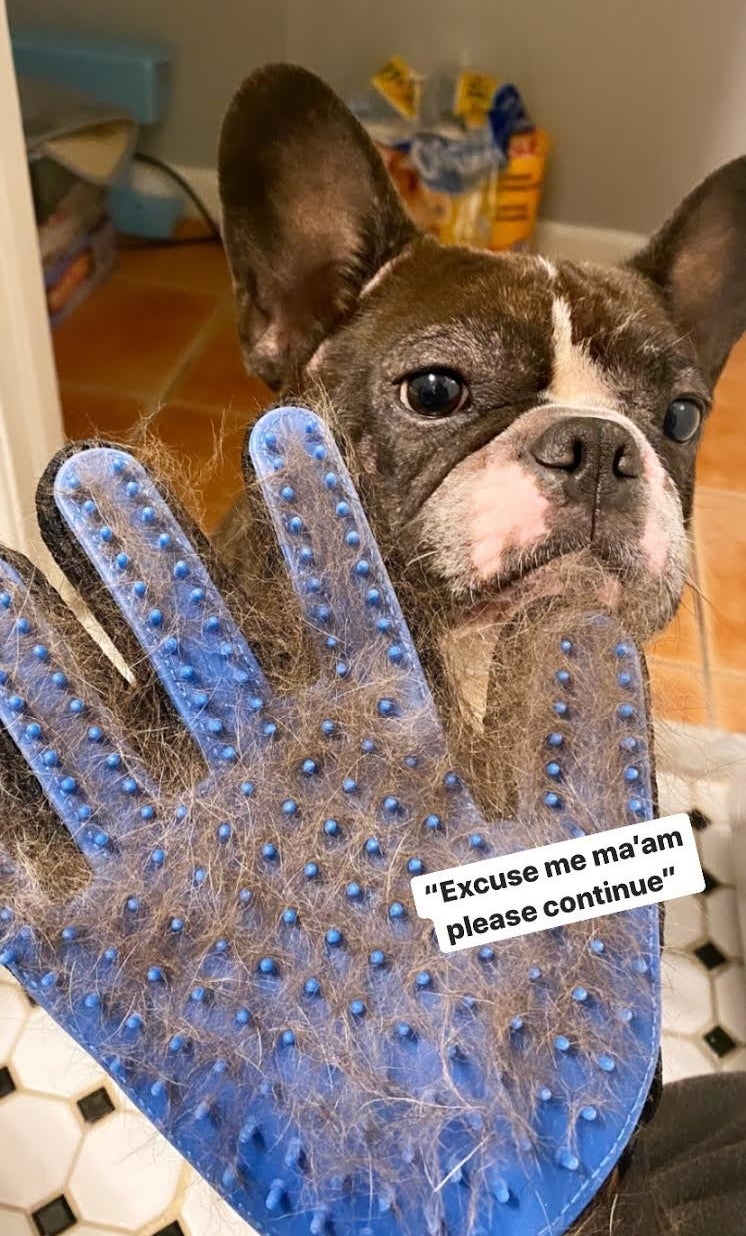 The grooming glove with silicone nodules, full of hair in front of a French bulldog