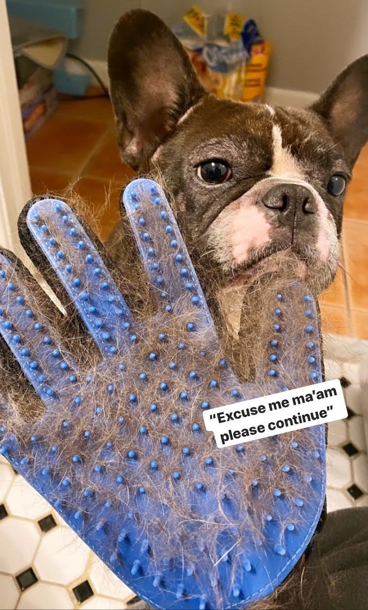 The grooming glove with silicone nodules, full of hair held in front of a French bulldog