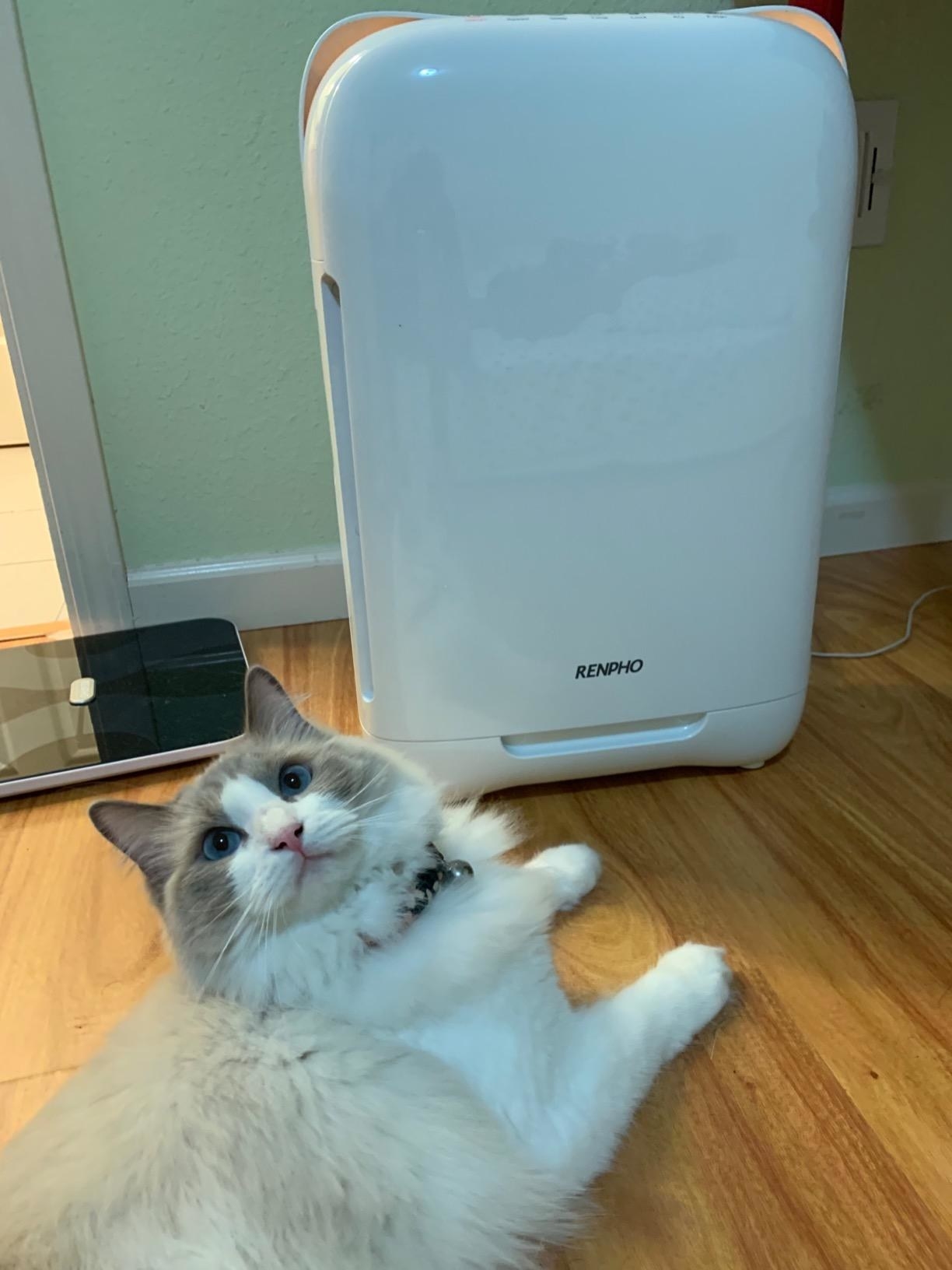 best air purifier for cats