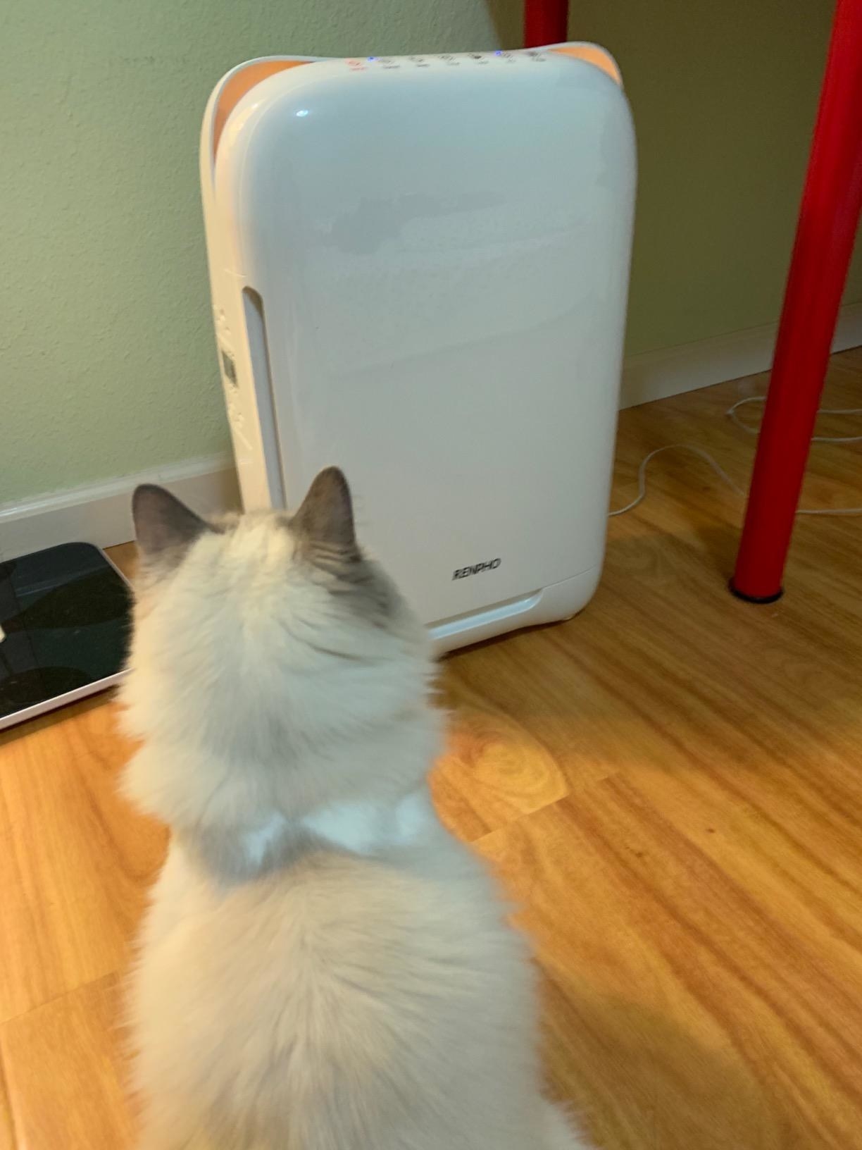 hepa air purifier for cat allergies