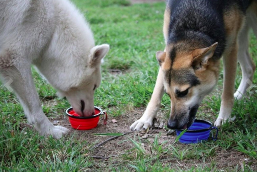 two large dog using the collapsible pet bowls to drink water