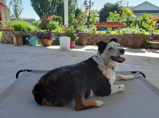 reviewer pic of large dog on the elevated bed looking happy and sitting on a shady patio area