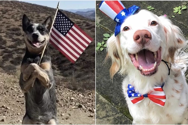 17 Dogs Who Are Going To Party Harder On The 4th Of July Than You