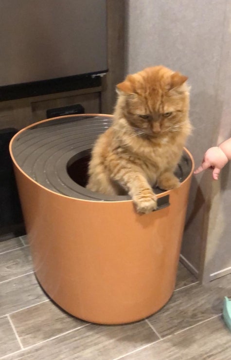 34 Pet Products From Amazon That Must Have Been Designed By Geniuses
