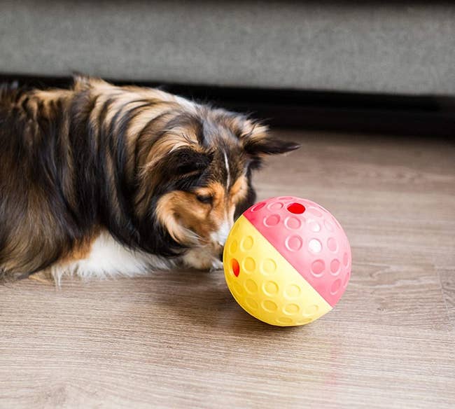 The yellow and pink ball which has holes from which the treats fall