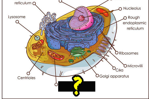 Can You Answer All 10 Of These Difficult 5th Grade Test Questions?