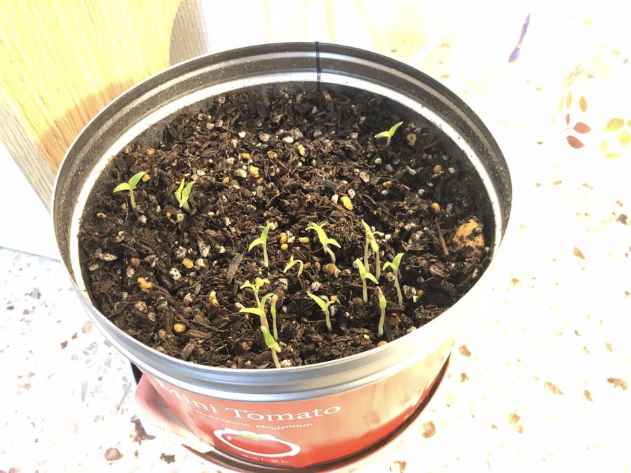 Æš‡ã™ãŽã¦ãƒˆãƒžãƒˆã‚’è‚²ã¦ã¦ã¿ãŸã‚‰ Æ„å¤–ã¨æ²¼ã ã£ãŸ