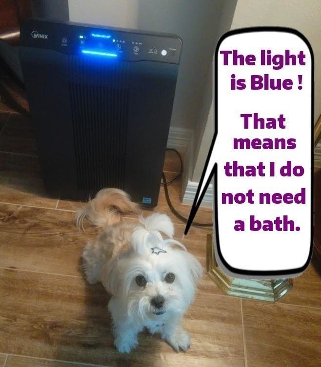 best air purifier for dog allergies