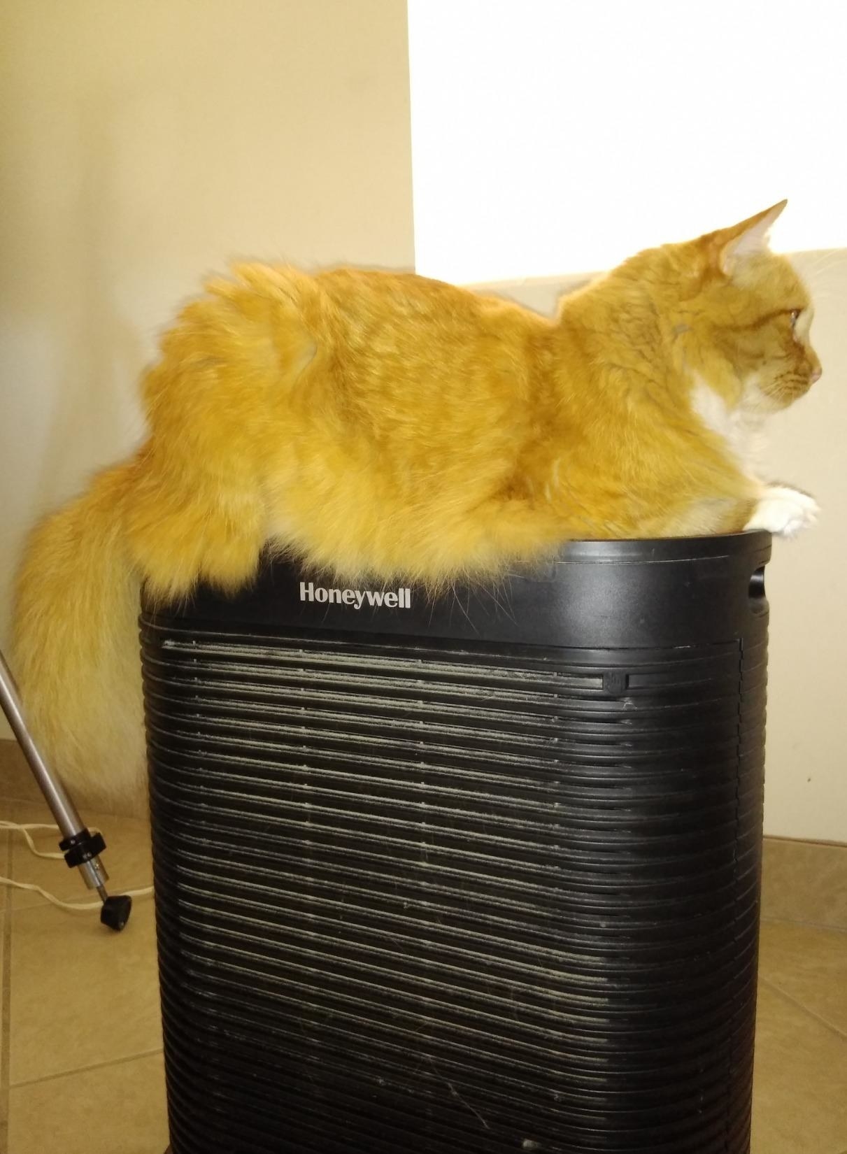 best air filter for pet dander
