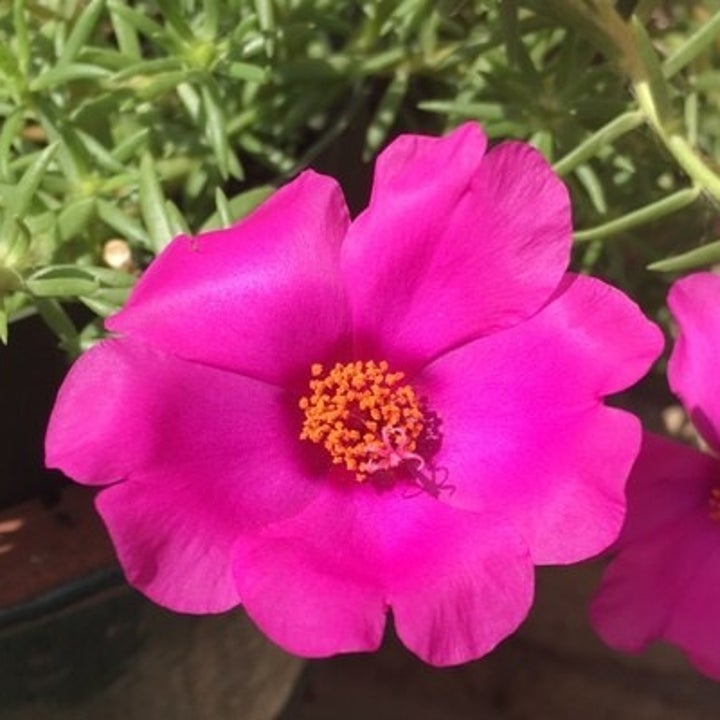A bright pink flower