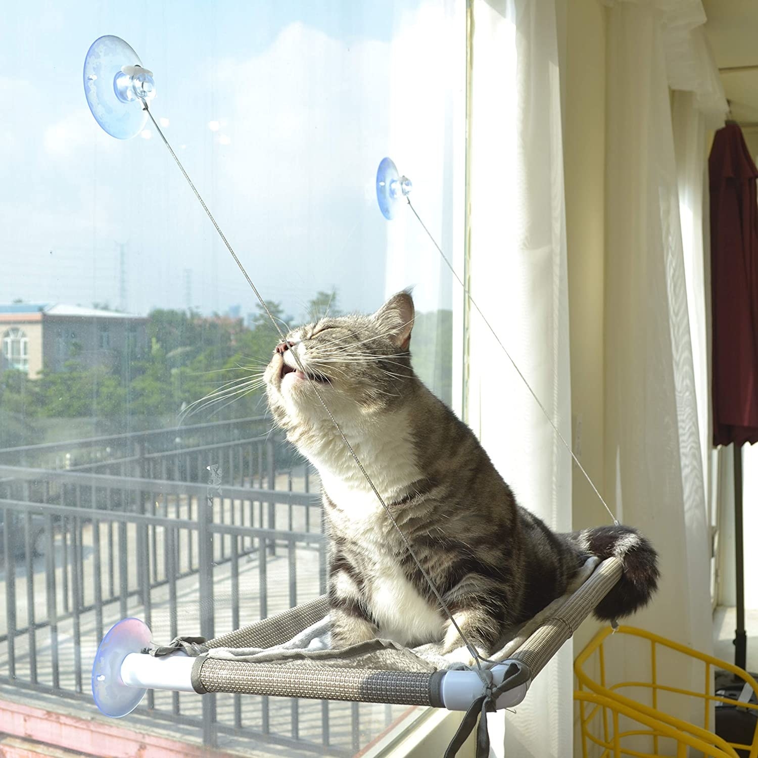 Cat in hammock that is suction cupped to the window
