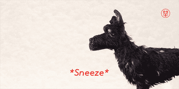 A GIF of an animated black dog from the film Isle of Dogs sneezing