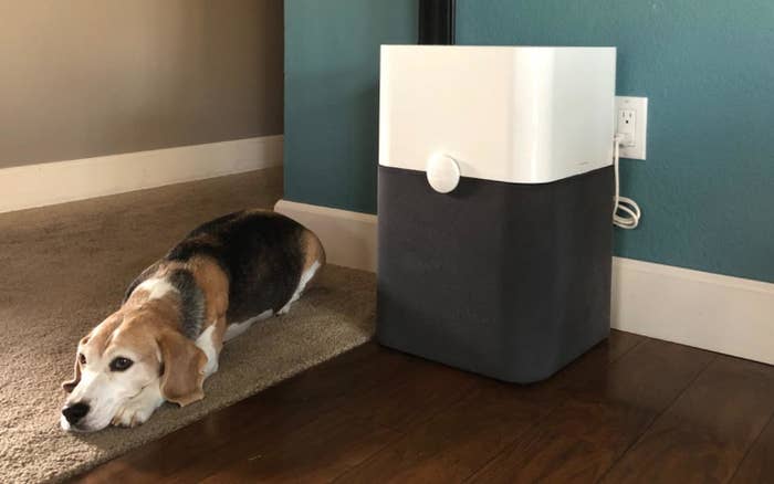 Beagle lying next to a black and white air purifier