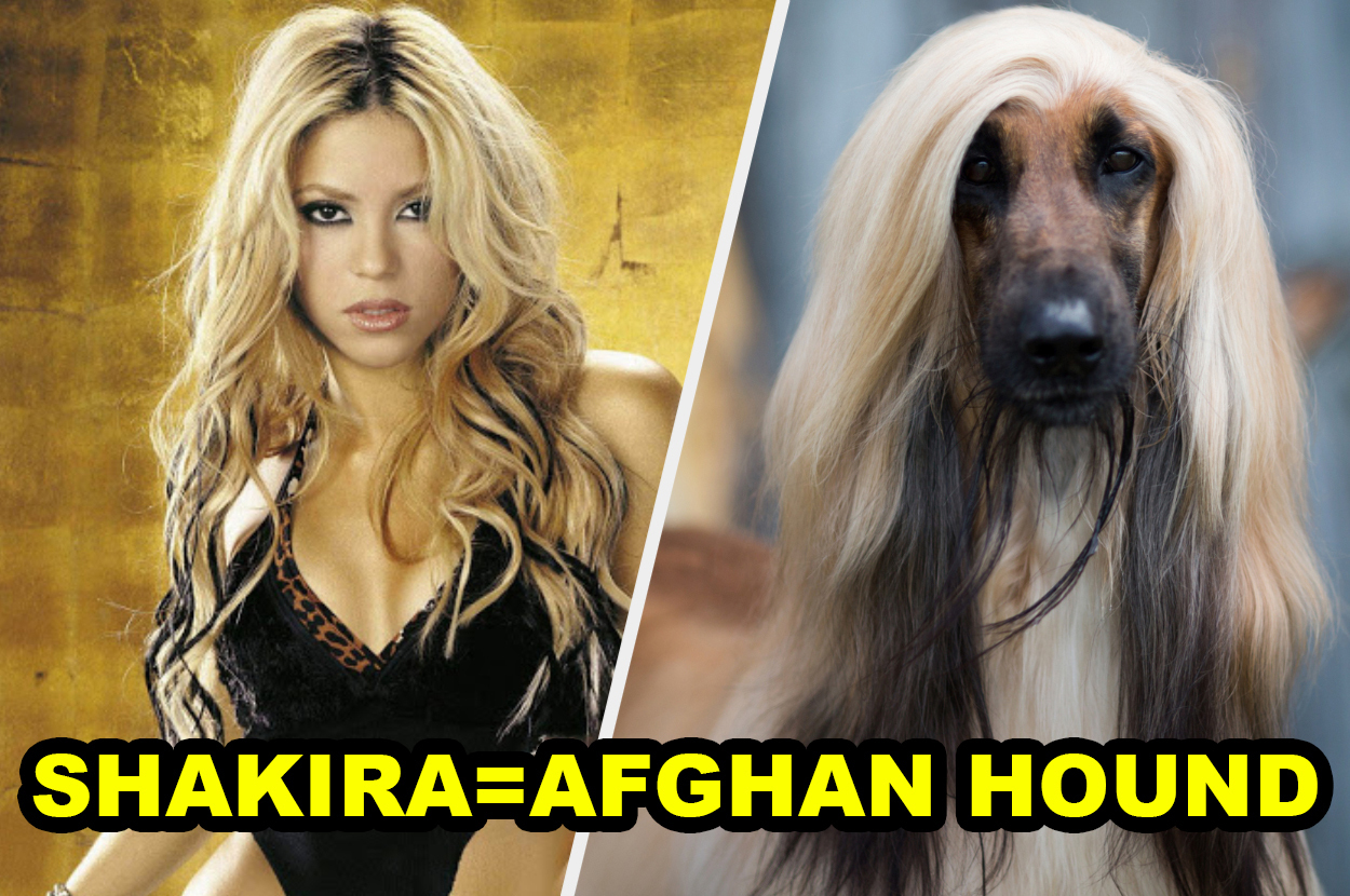 what dog breed are you buzzfeed