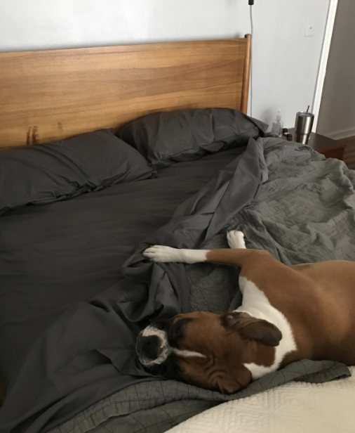 A dog cuddled up in a bed with the gray sheets