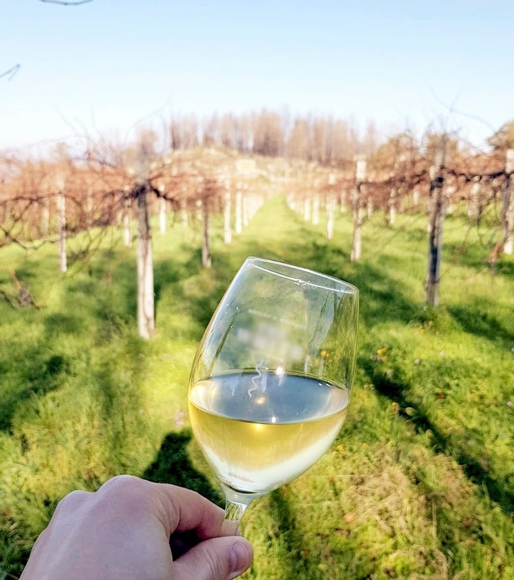 hand holding glass of white wine