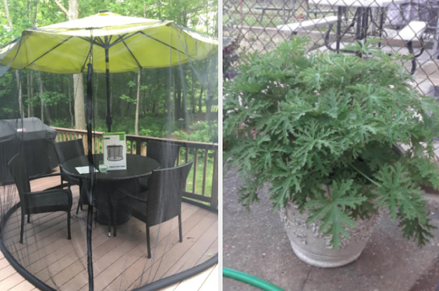 split thumbnail of umbrella with mosquito net, citronella plant in pot