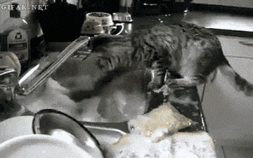 GIF  of a cat doing the dishes.