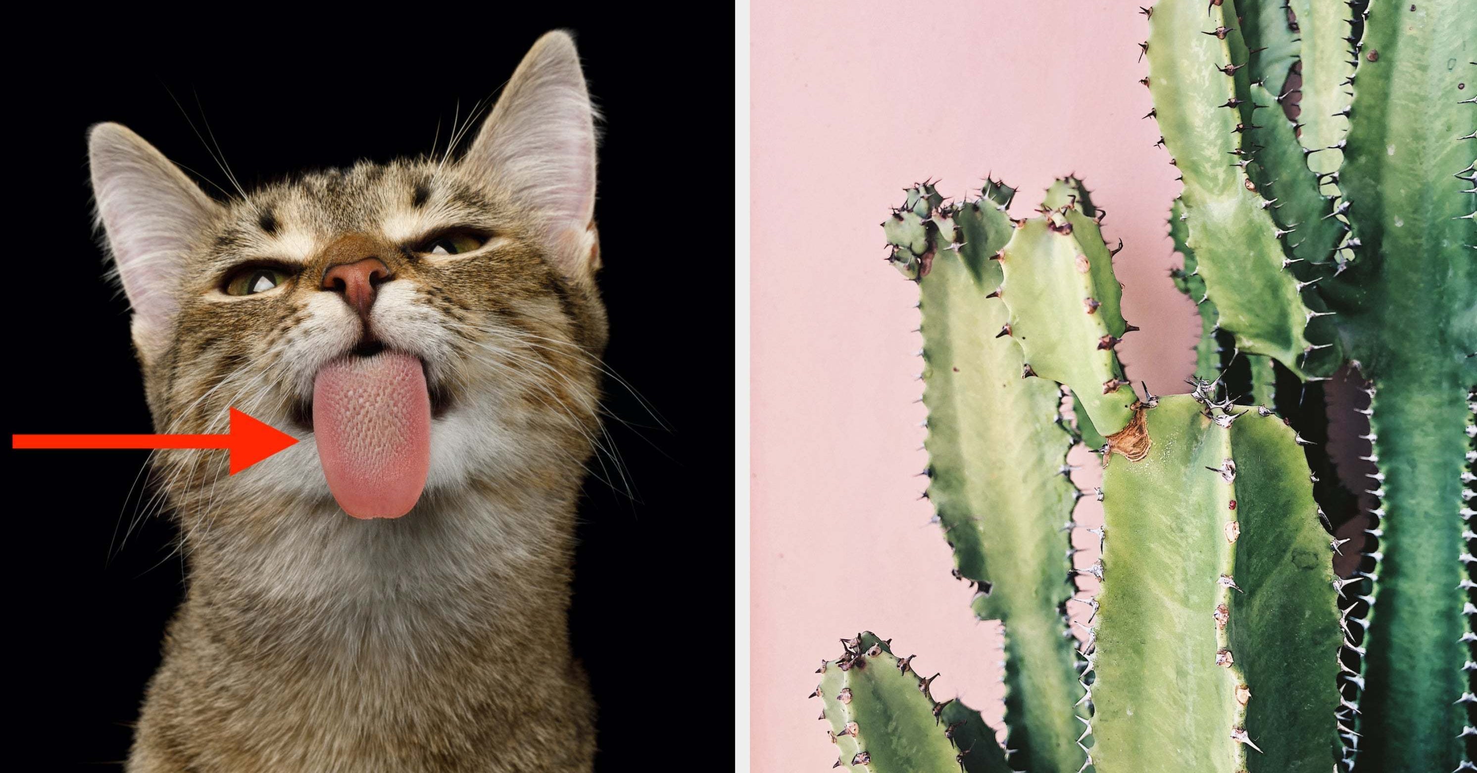 Can You Identify All Of These Rough Things? BuzzFeed Latest